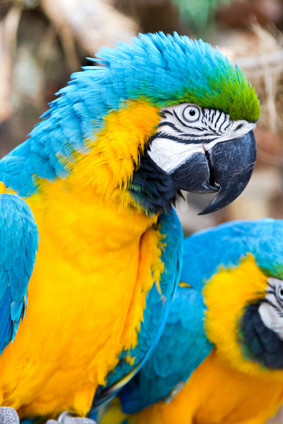 Foz do Iguaçu, Tropical Birds